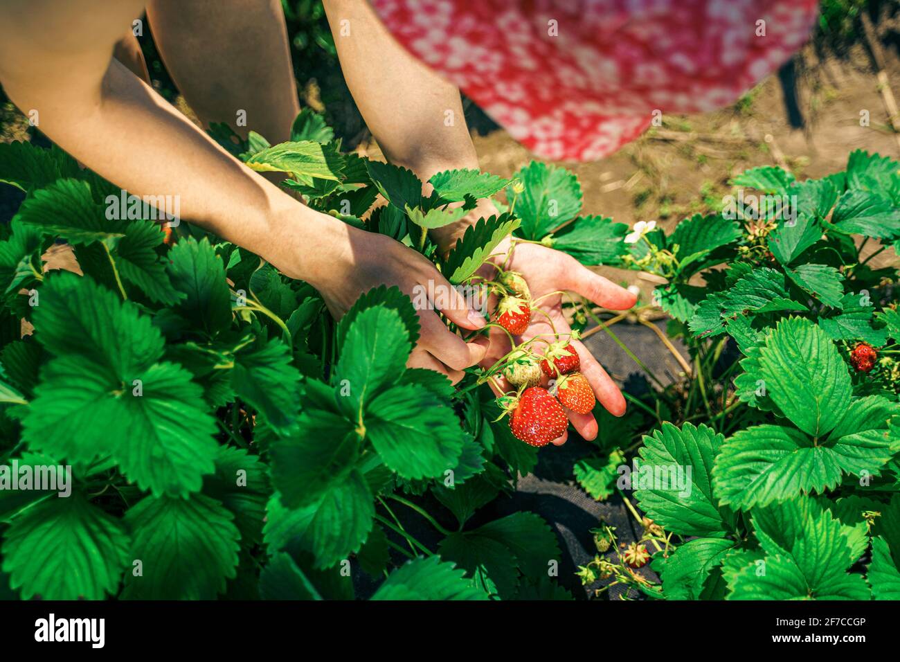 Une jeune femme paysanne au chapeau rouge récolte des fraises mûres. Récolte de fraises fraîches biologiques. Les mains des fermiers cueillant des fraises Banque D'Images