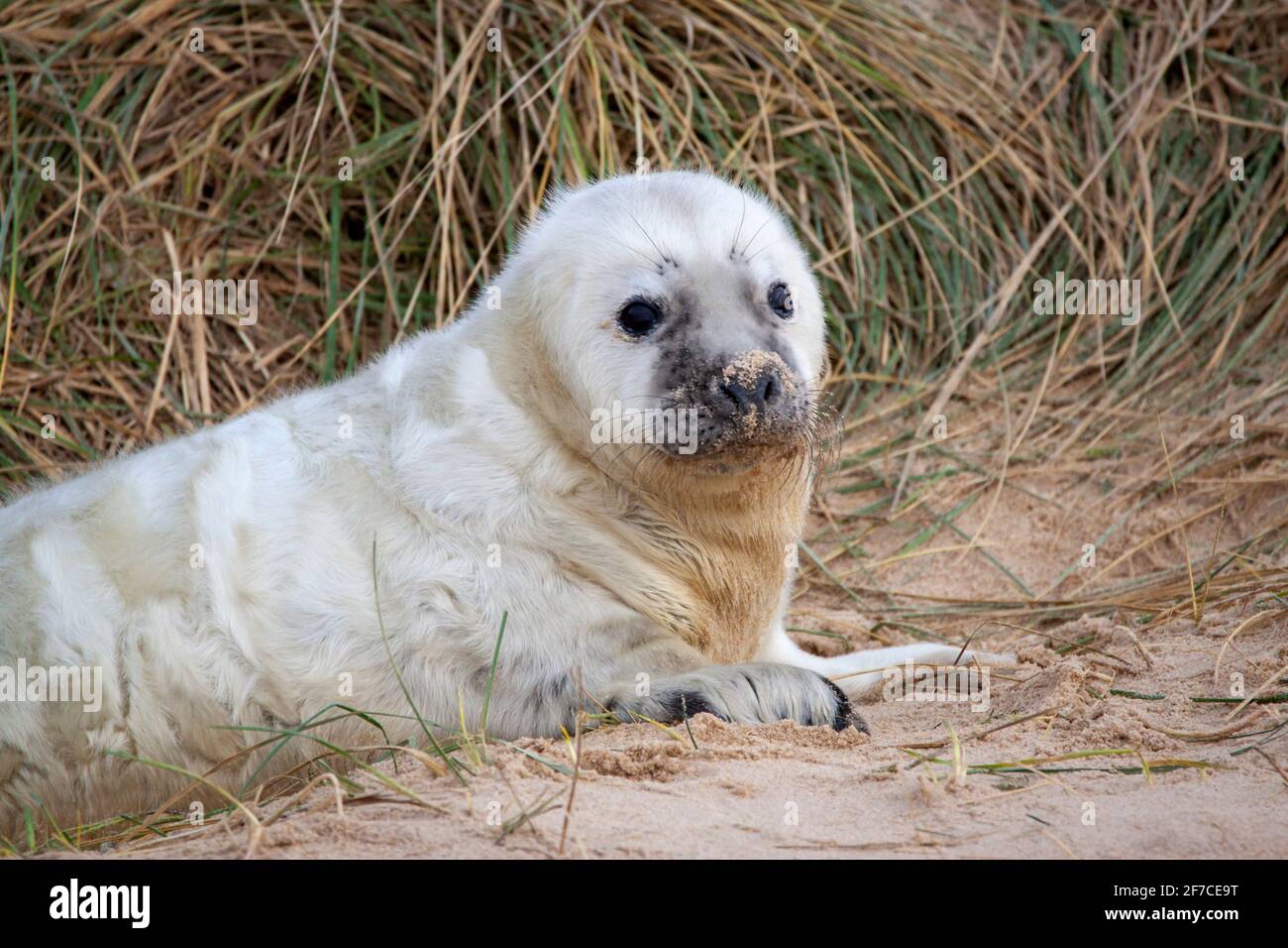 La mère de ce chiot aurait voyagé à la plage pour donner naissance. NORFOLK, Royaume-Uni: CE PHOTOGRAPHE a capturé la plus grande colonie de phoques du Royaume-Uni ? tous Banque D'Images