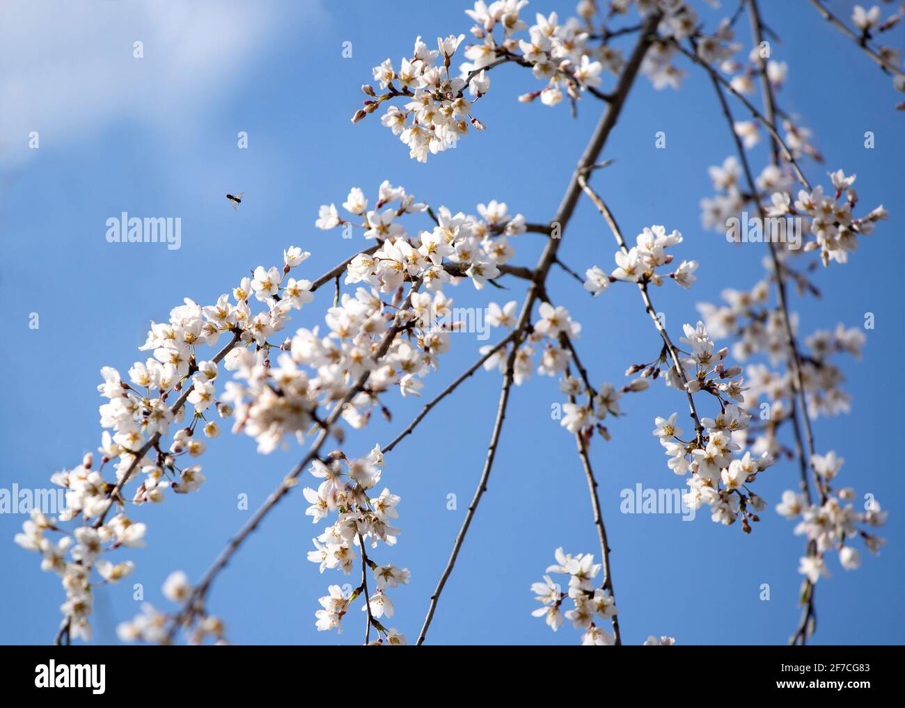 Les abeilles pollinisent les fleurs de cerisier, les bourgeons de printemps roses et blancs, les nouvelles feuilles vertes commencent à fleurir le long des branches d'arbres le jour ensoleillé d'avril Banque D'Images