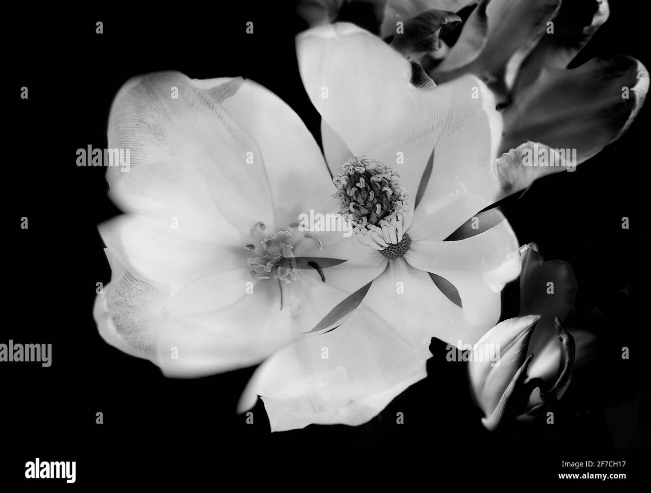 fleurs fusionnées noir et blanc Banque D'Images