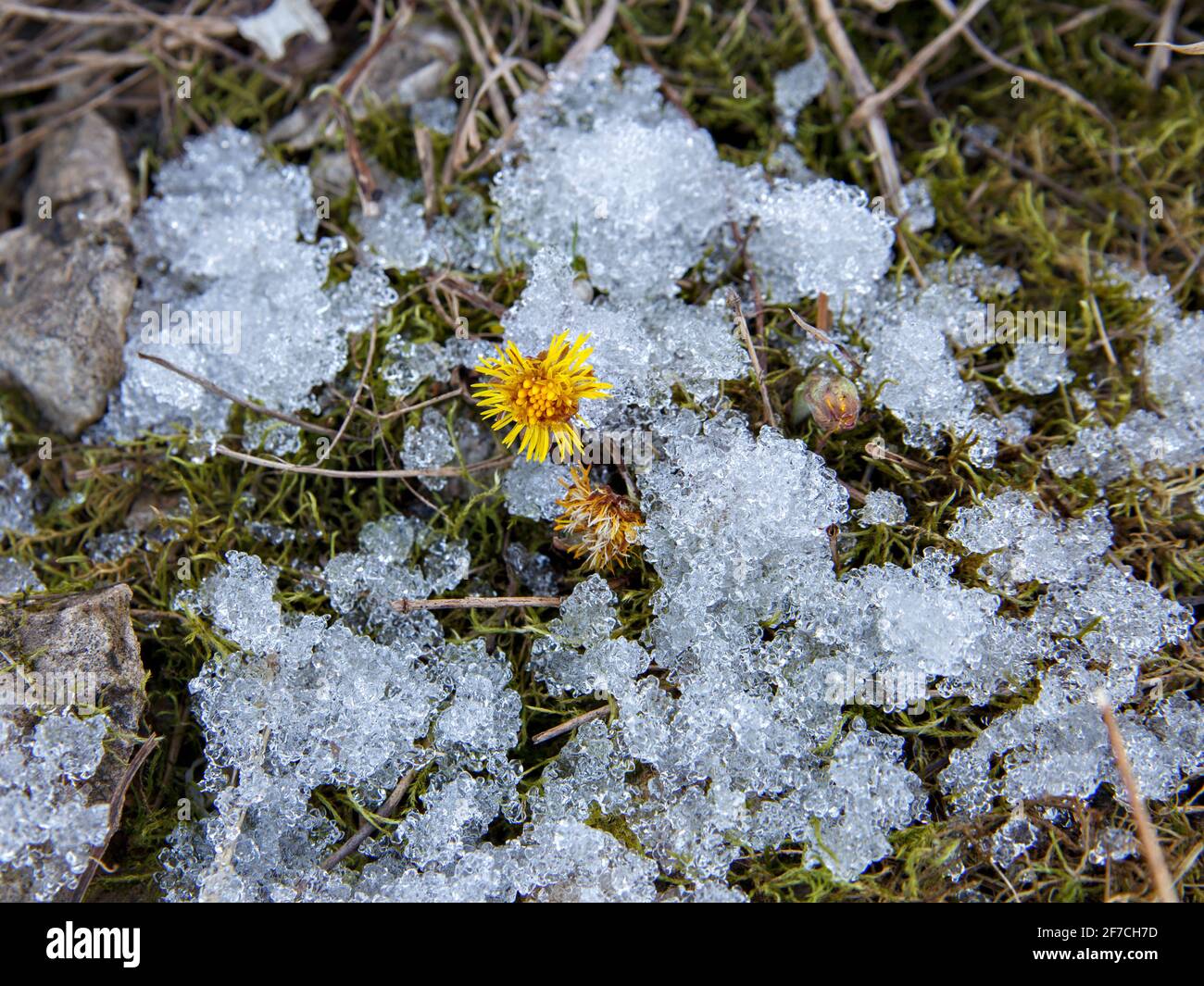 La fleur aux pétales jaunes a grandi parmi la neige au sol. Mise au point sélective Banque D'Images