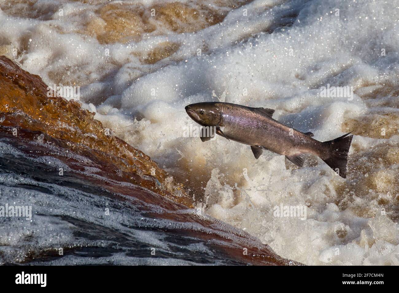 Le saumon atlantique (Salmo salar) en sautant sur la migration en amont, la rivière Tyne, Hexham, Northumberland, Angleterre Banque D'Images