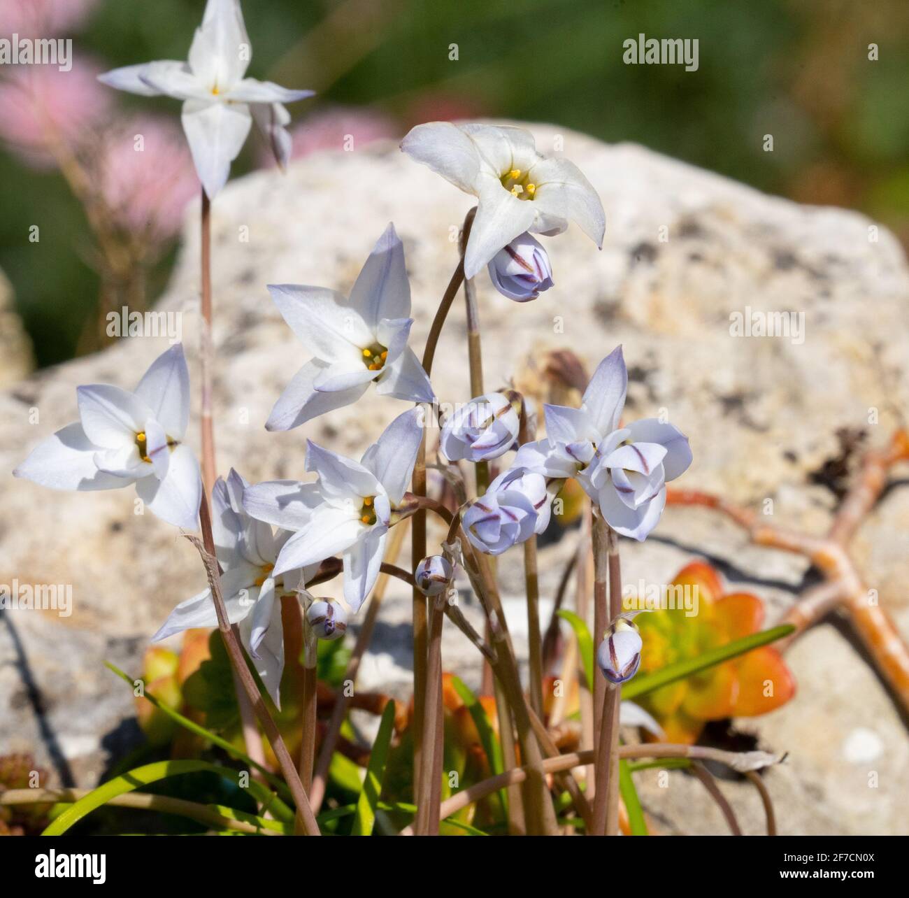 Les fleurs étoiles certains ouvrent quelques fermé, printemps Royaume-Uni Banque D'Images
