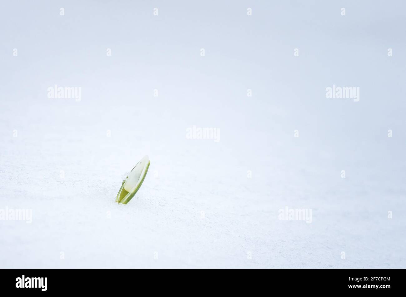 Les gouttes de neige fleurissent au printemps. Fleur de neige sortant de la vraie neige. Banque D'Images