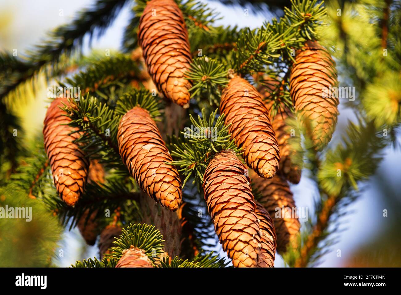 Science forestière, silvics. Épinette européenne, sapin d'épinette (Picea excelsa). Cônes matures en automne. Nord-Ouest de l'Europe Banque D'Images