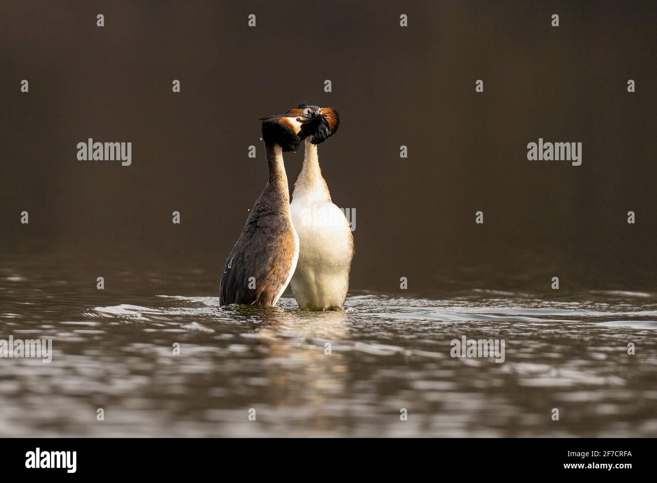 Grande paire de grebes à crête (Podiceps cristatus) exécutant une partie du rituel de la cour connu sous le nom de danse des mauvaises herbes. Banque D'Images