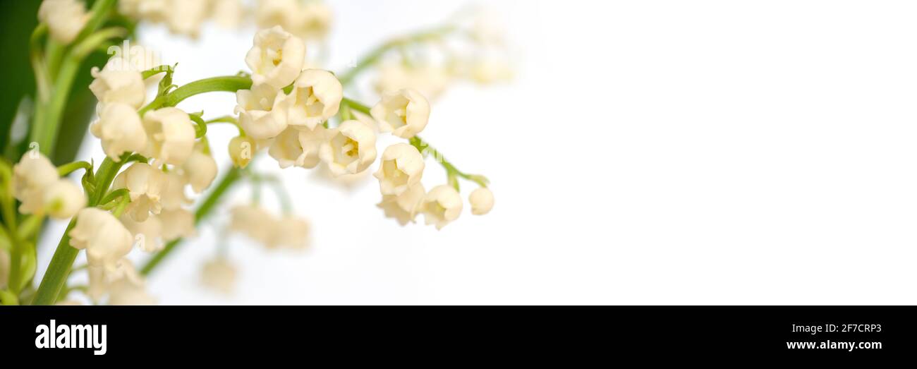 Lily de la vallée fleur, fond blanc panoramique. 1er mai, bannière Web du jour de mai Banque D'Images