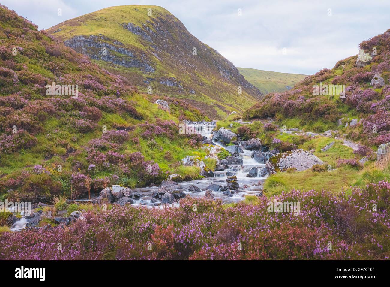 Un paysage de bruyère violet coloré et un ruisseau de montagne le long de Tail Burn à la cascade de Tail de Grey Mare près de Moffat dans les frontières écossaises, en Écosse. Banque D'Images