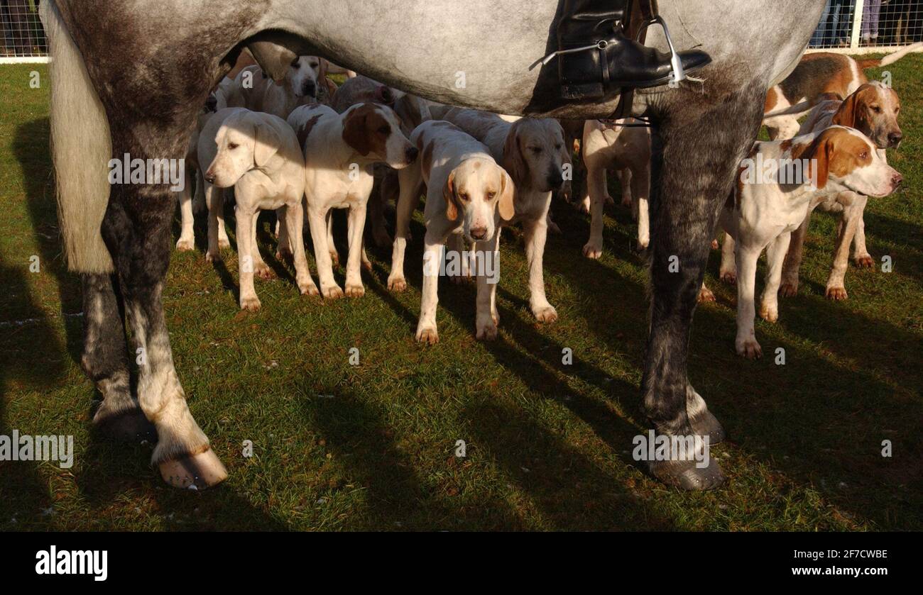 la chasse de beaufort se réunit le 27/12/04 pilston Banque D'Images la chasse de beaufort se réunit le 27/12/04 pilston Banque D'Images