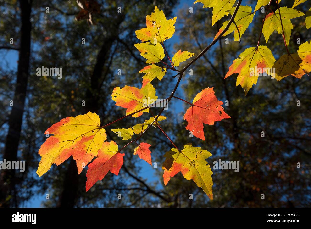 Florida Maple Tree, Acer floridanum, dans toutes ses couleurs d'automne glorieuses. Banque D'Images