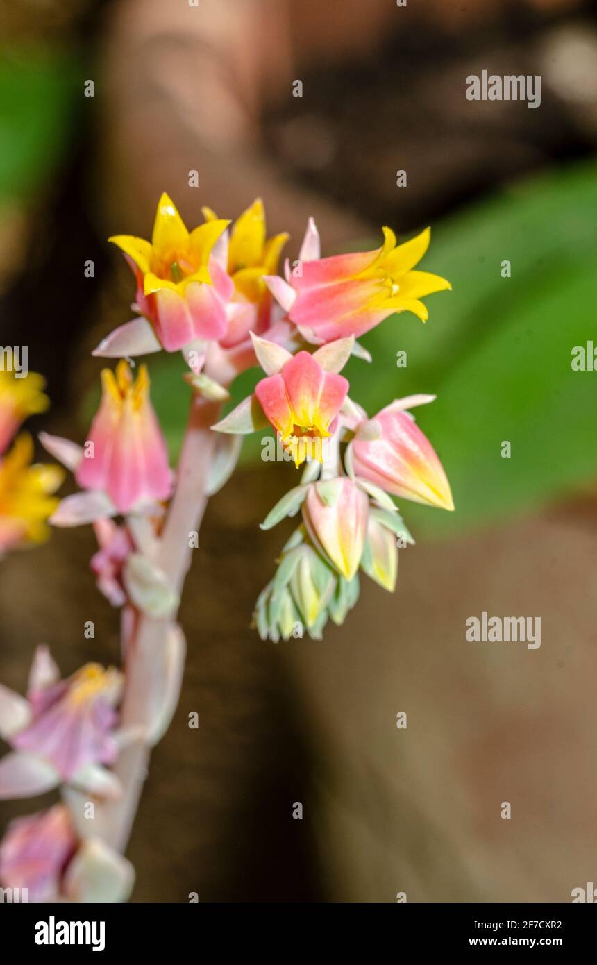 Echeveria plante et fleurs succulentes Banque D'Images
