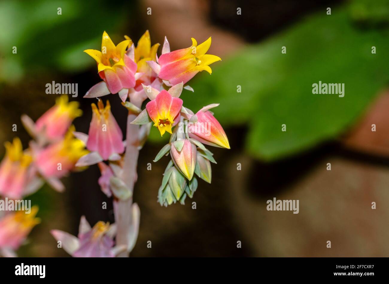 Echeveria plante et fleurs succulentes Banque D'Images