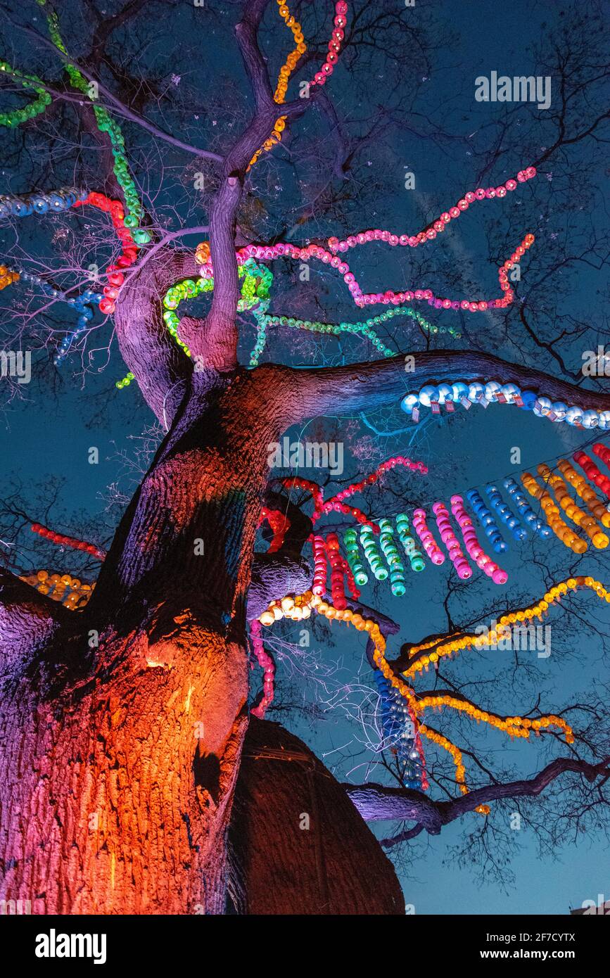 Arbre décoré avec des lampions et coloré éclairé la nuit, Séoul Banque D'Images