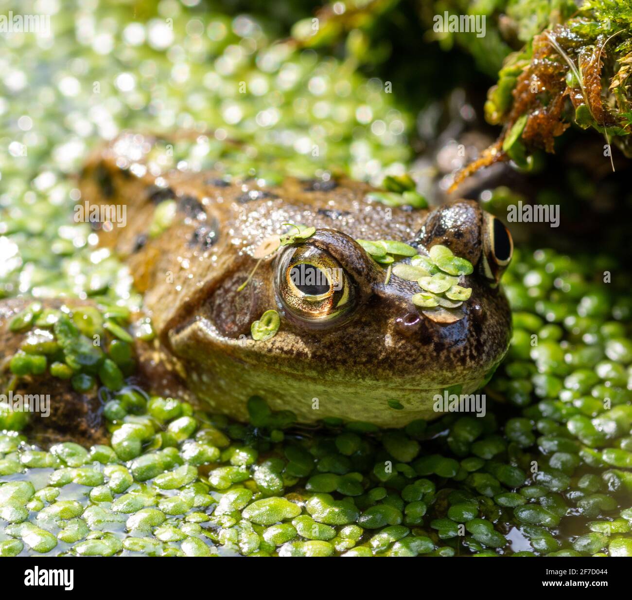 Grenouille Agile Banque D Image Et Photos Alamy