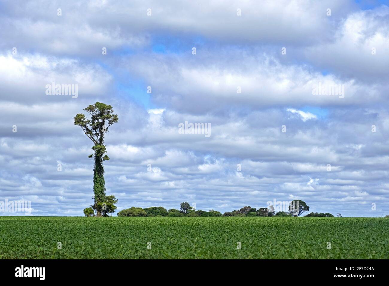 Champ de soja avec grand arbre solitaire, reste de ce qui était autrefois forêt tropicale de pluie en raison de la déforestation à Alto Paraná, Paraguay Banque D'Images