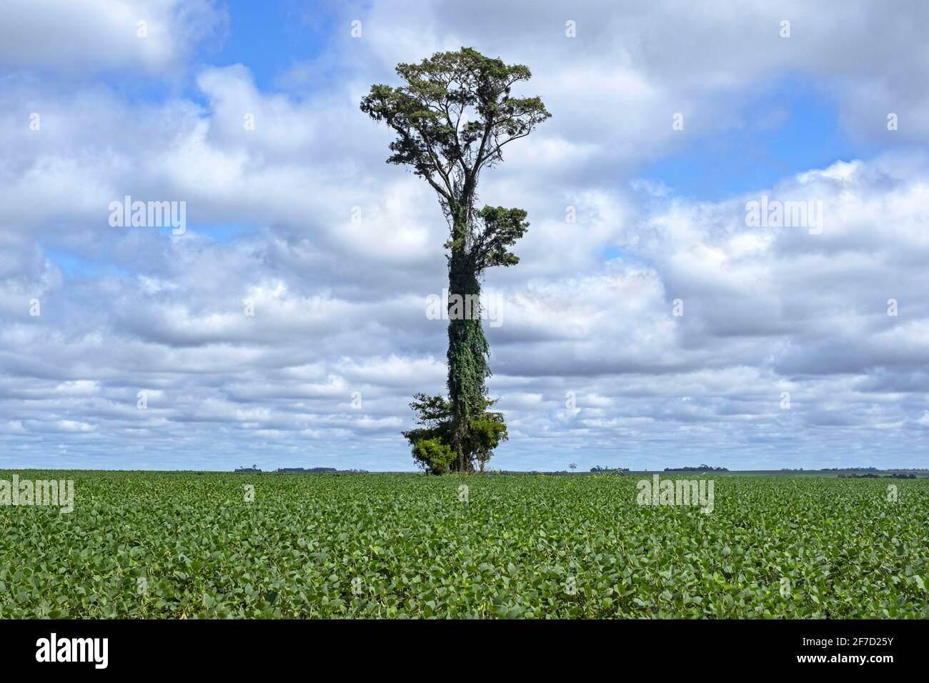 Champ de soja avec grand arbre solitaire, reste de ce qui était autrefois forêt tropicale de pluie en raison de la déforestation à Alto Paraná, Paraguay Banque D'Images
