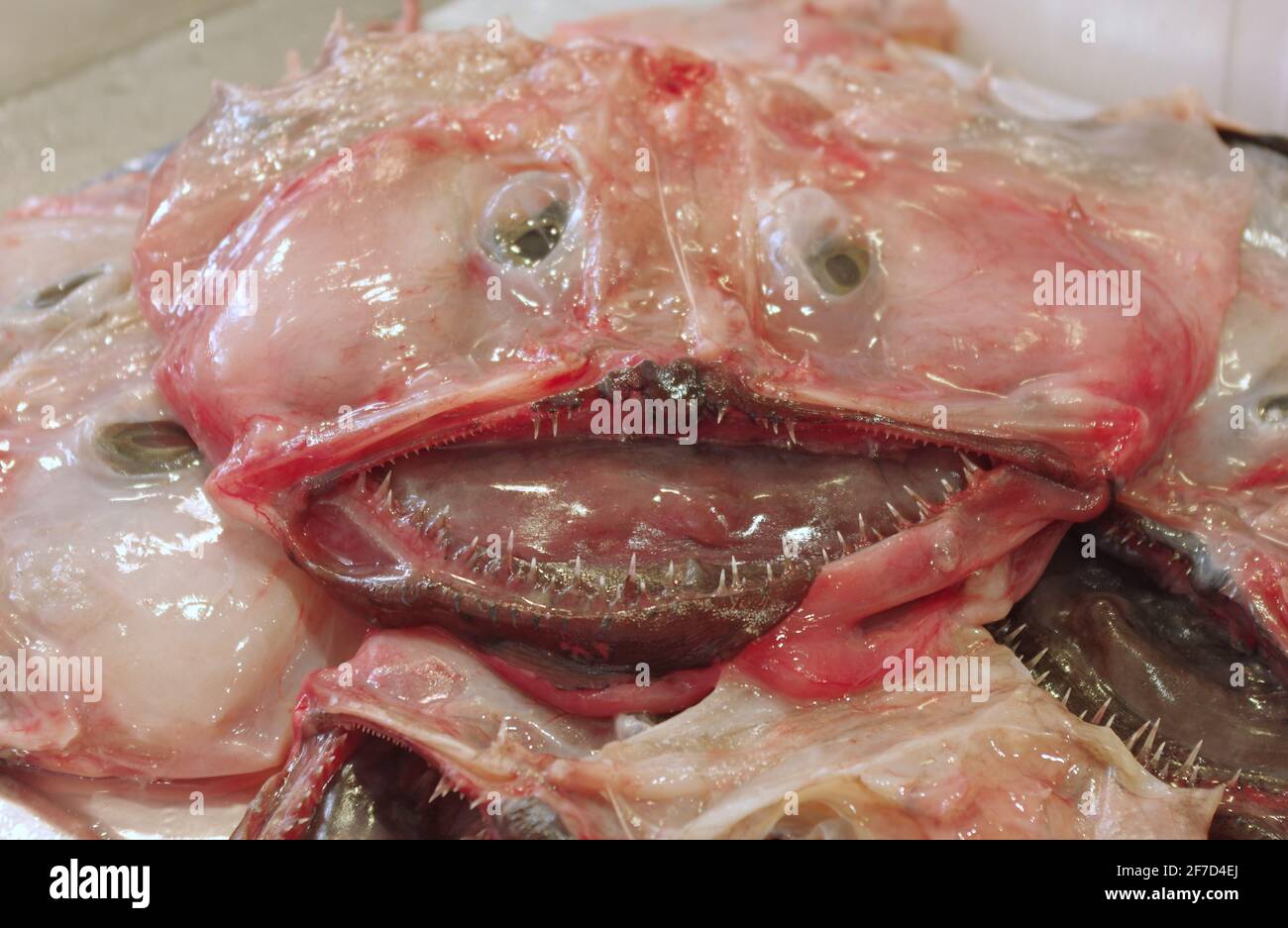 Monkfish en filets exposé sur un marché méditerranéen Banque D'Images