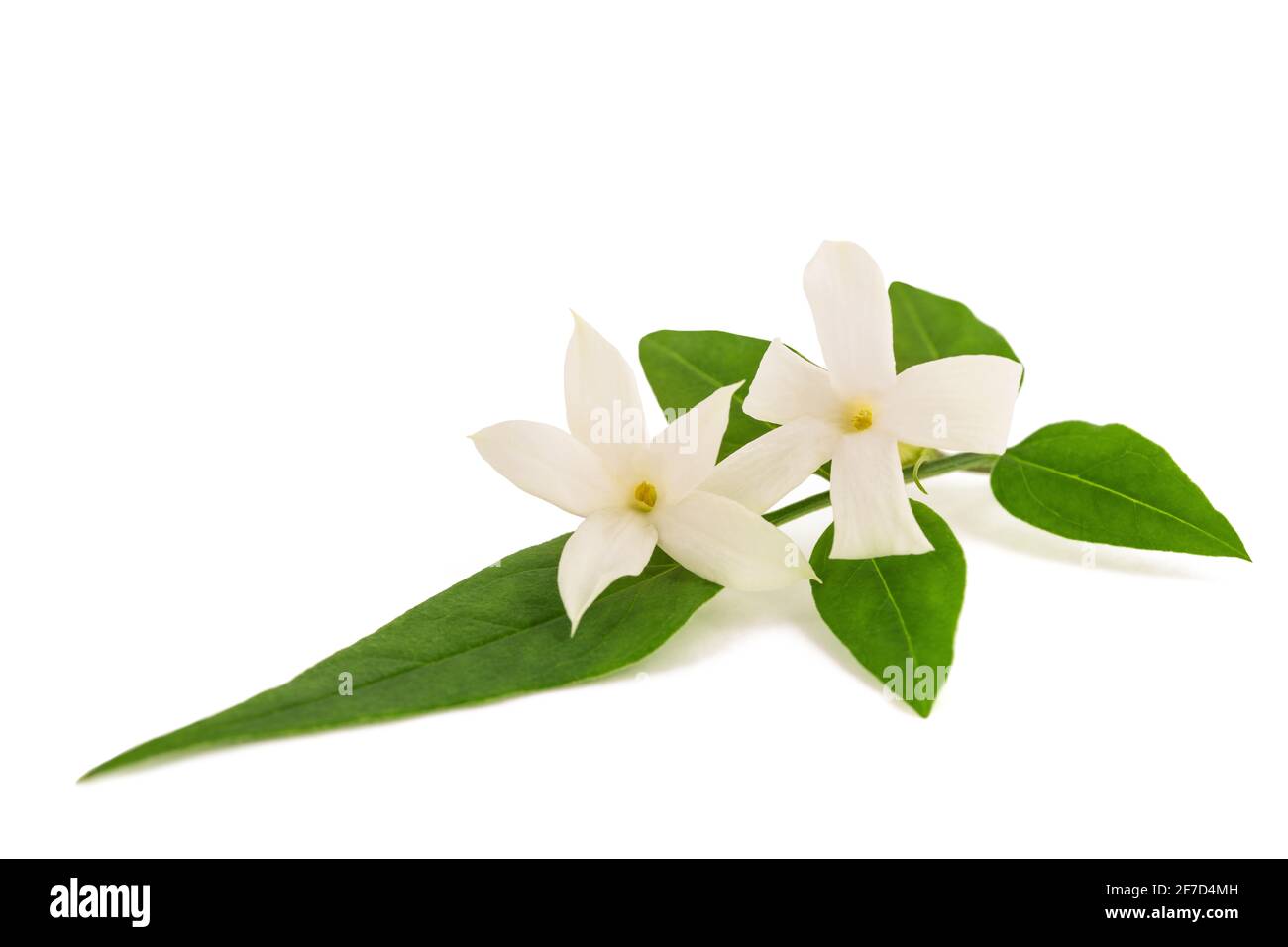 Branche de jasmin avec fleurs isolées sur fond blanc Banque D'Images