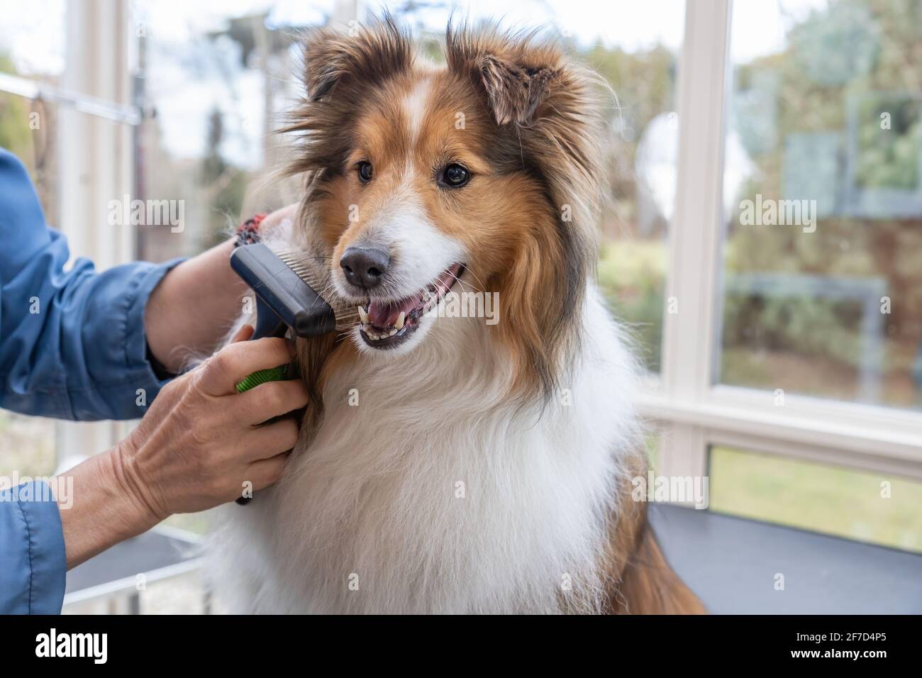 Taille du chien de berger des Shetland par une brosse professionnelle de gros plan. Horizontalement. Banque D'Images