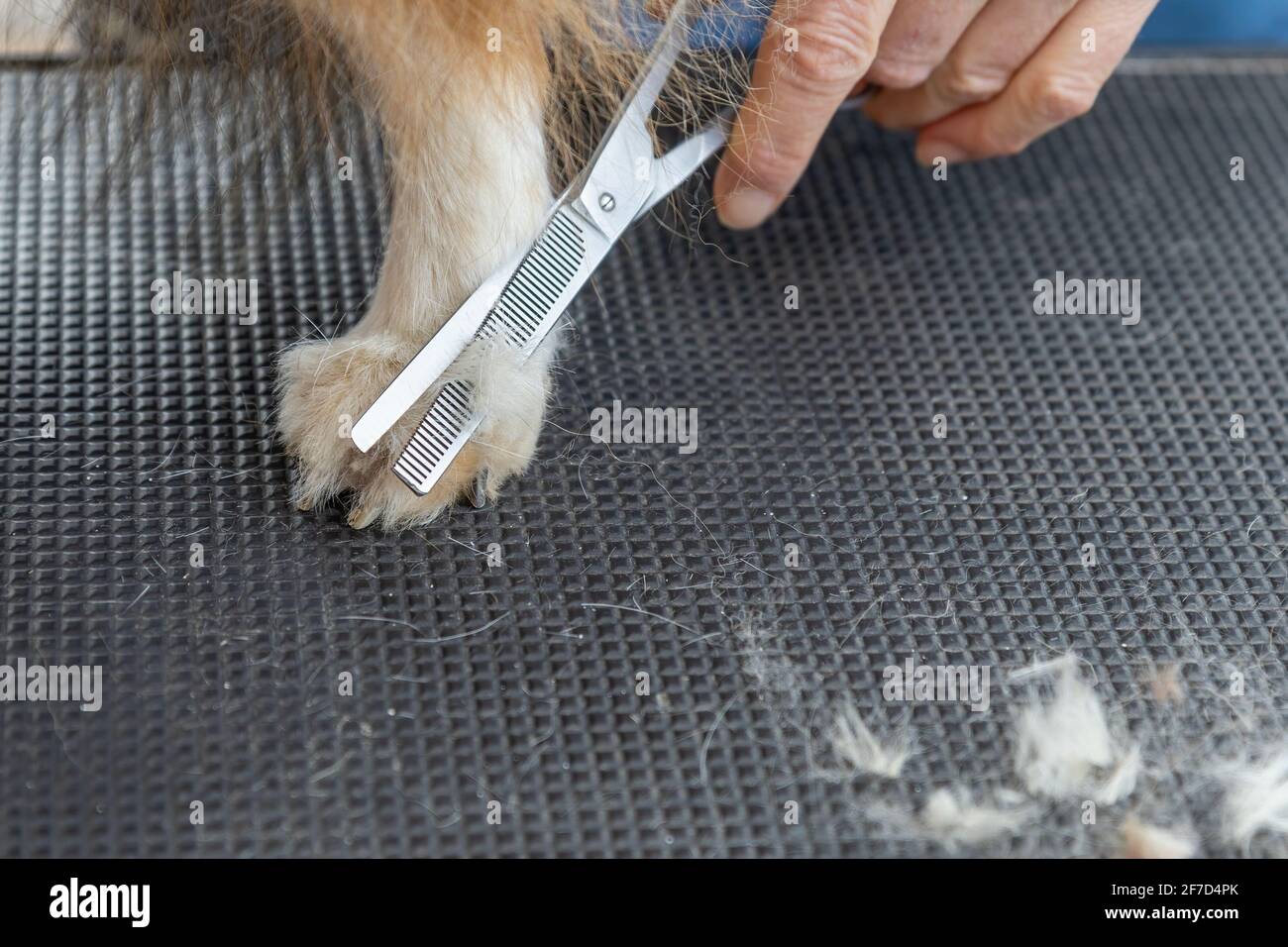 Griffe de chien Sheltie. Vue rapprochée de la coupe des cheveux du pied par des ciseaux professionnels. Banque D'Images