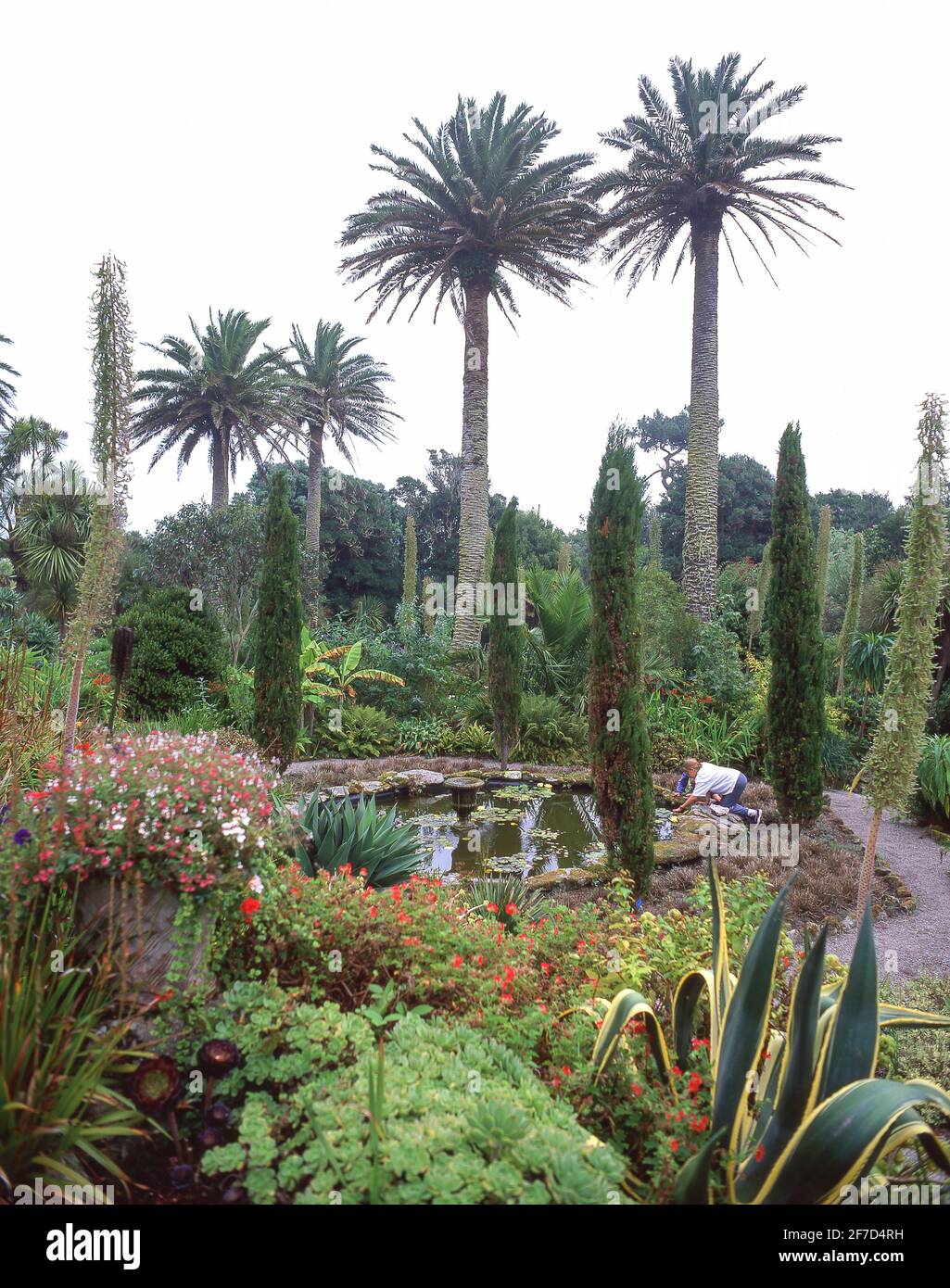 Jardins de l'abbaye de Tresco, Tresco, Îles Scilly, Cornwall, Angleterre, Royaume-Uni Banque D'Images