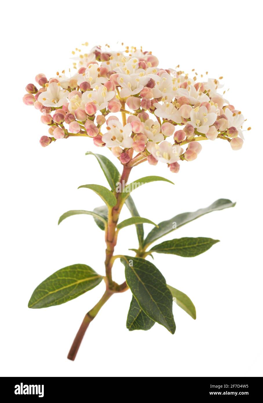 Fleurs de Laurestine (Viburnum tinus) isolées sur fond blanc Banque D'Images