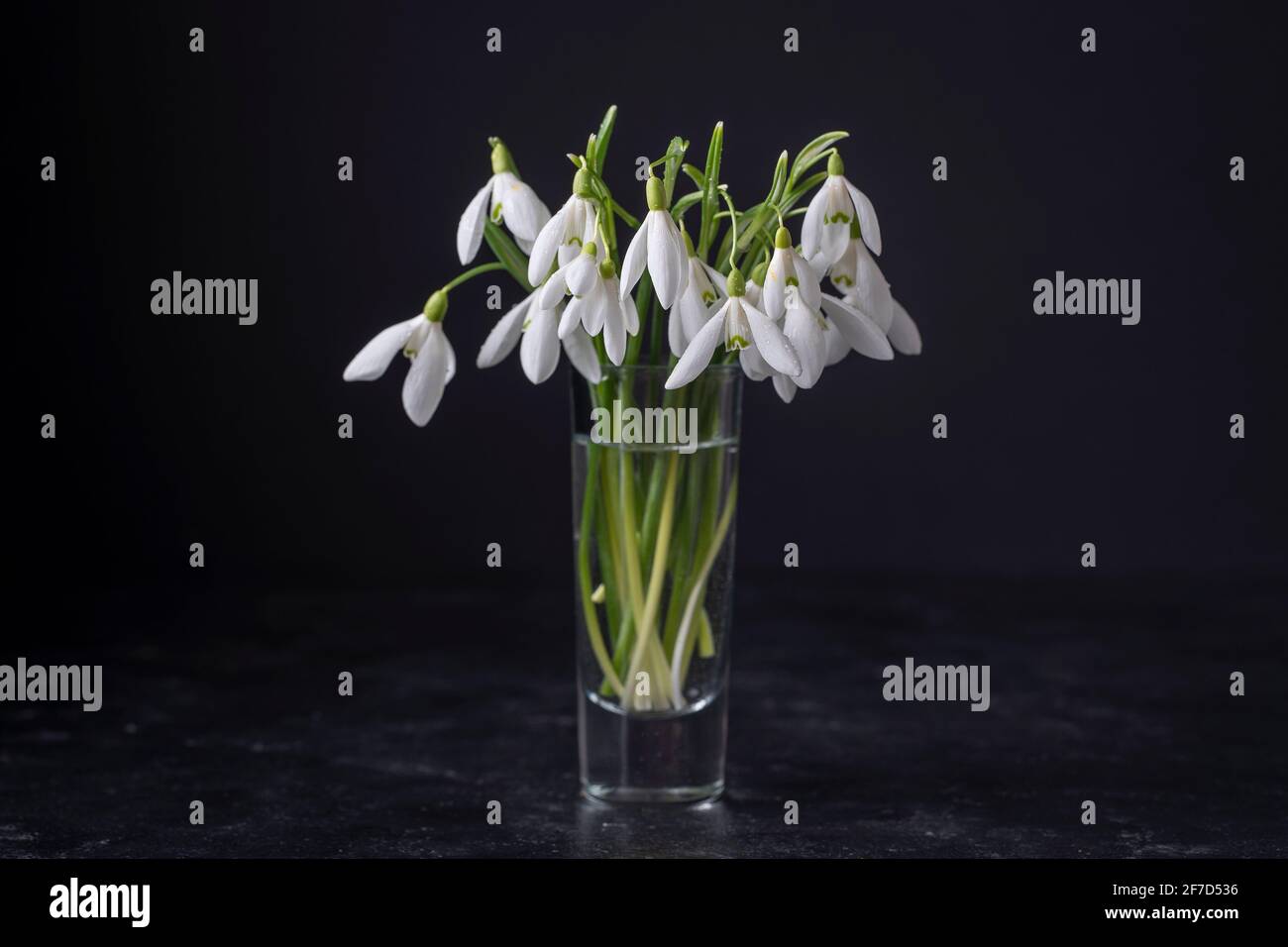 Chutes de neige printanières en verre avec de l'eau sur fond noir. Belles fleurs du premier printemps, gros plan Banque D'Images