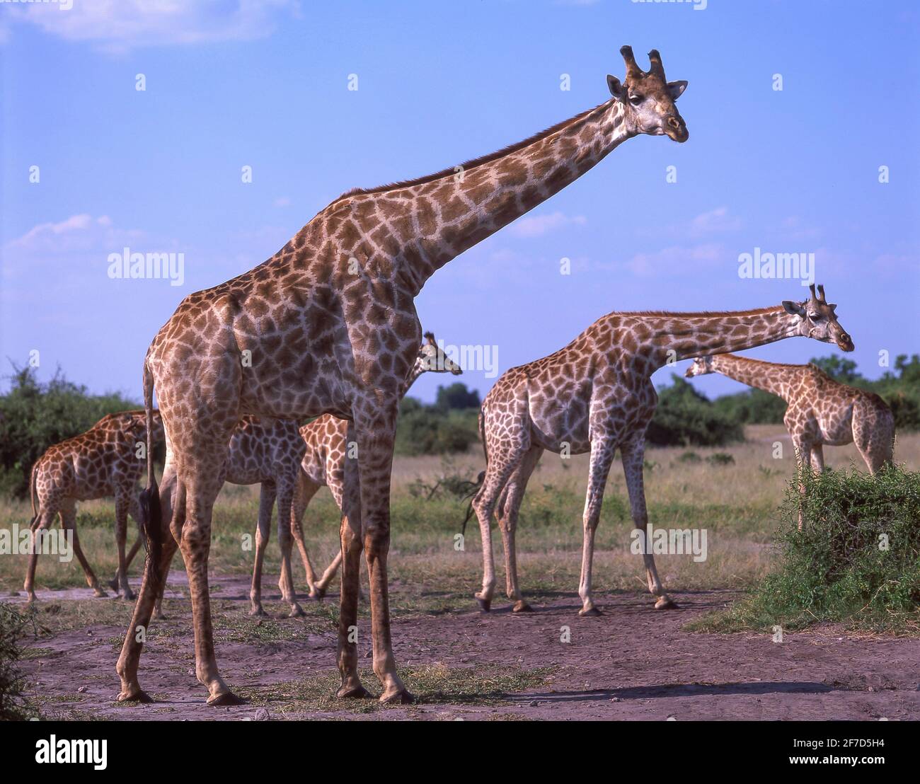 Les Girafes à Bush, le Parc National de Chobe, Chobe, République du Botswana Banque D'Images