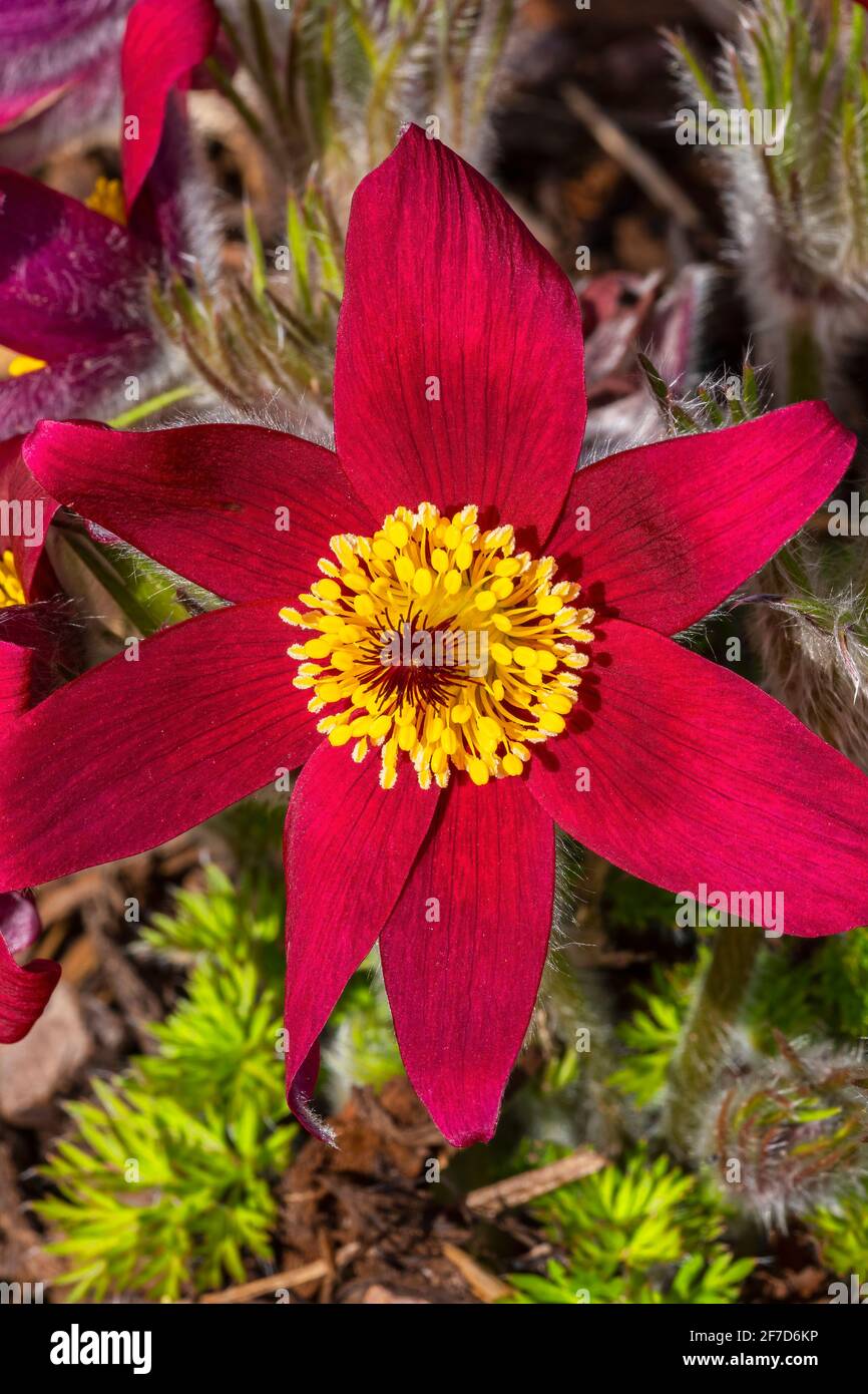 Pulsatilla vulgaris 'Pinwheel Dark Red Shades' plante à fleurs de printemps communément connue sous le nom de Pasque fleur qui est en fleur pendant mars et avril, St Banque D'Images