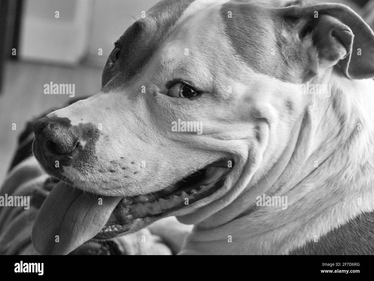 Un chien mixte (American Staffordshire Pit Bull Terrier et American Pit Bull Terrier) (Canis lupus familiaris) semble heureux, souriant Banque D'Images