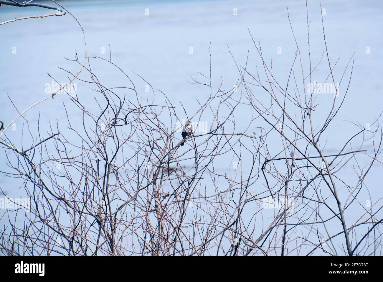 Parc Ecologique D Anse Au Port Pendant Une Inondation Situe Pres De Trois Rivieres Quebec Photo Stock Alamy
