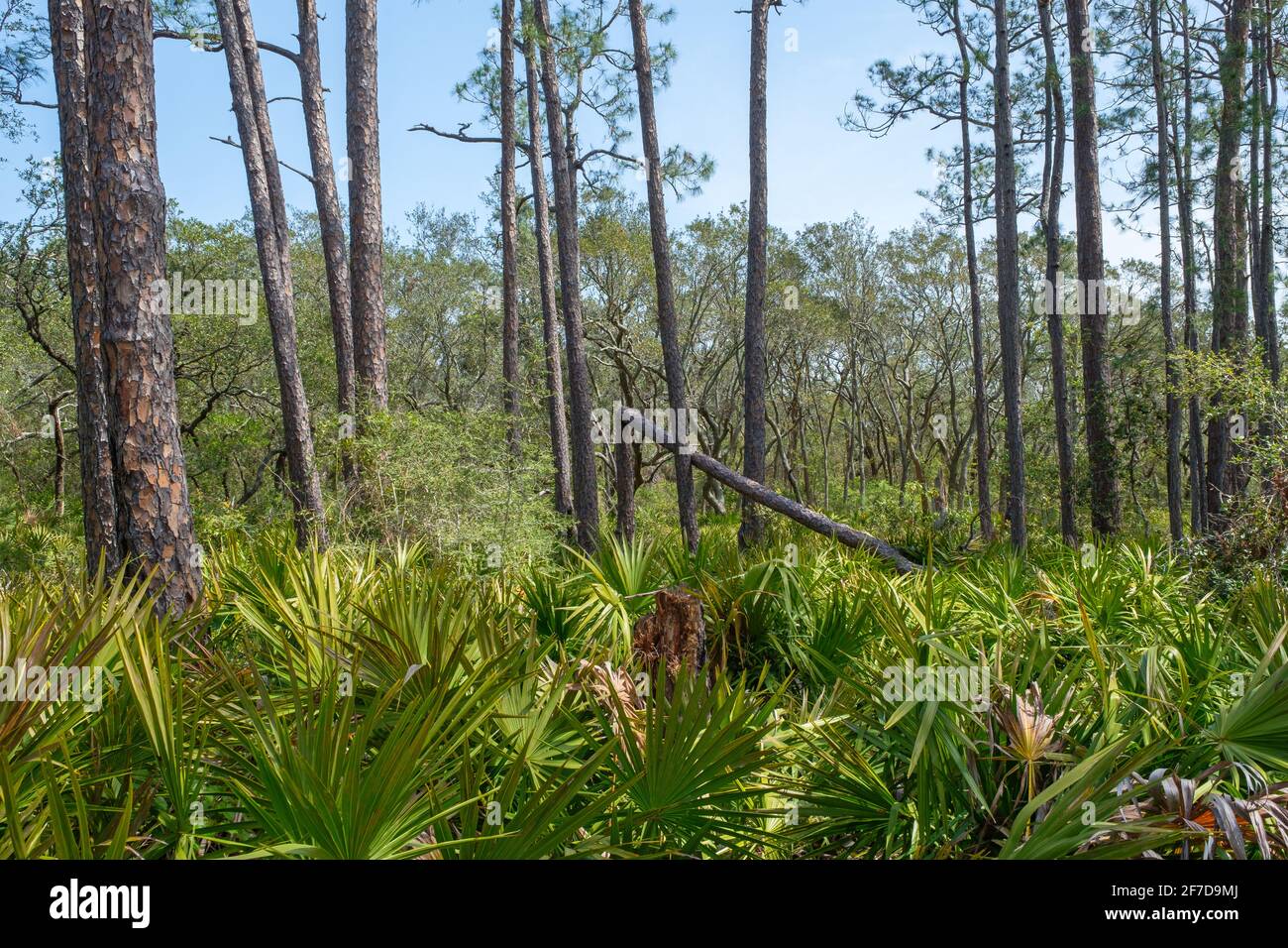 Pins et palmettos le long de Pine Beach Trail dans la réserve naturelle nationale de bon Secour à Gulf Shores, Alabama, États-Unis Banque D'Images