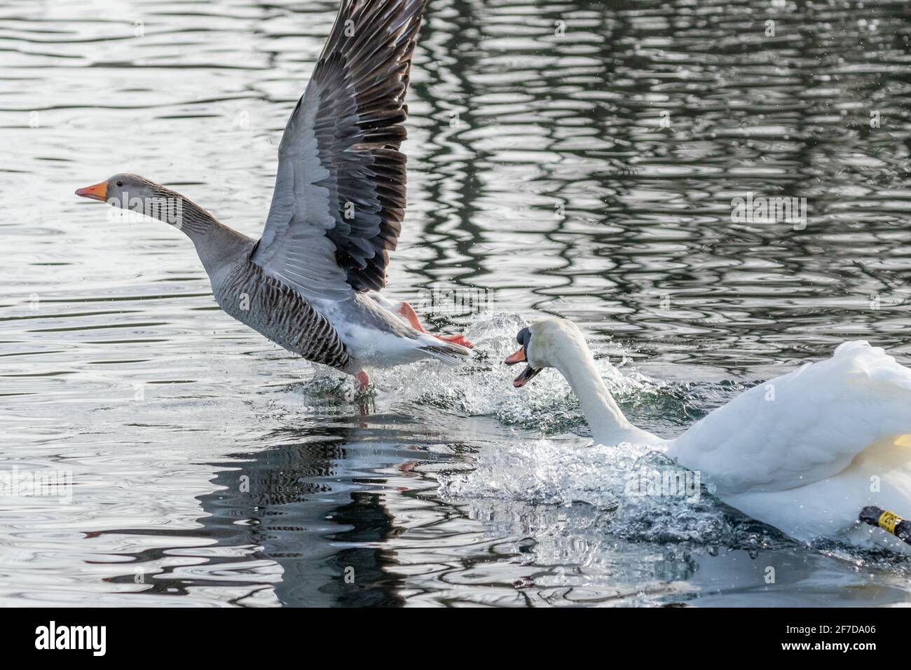 Un cygne muet pourchassant une oie de graylag au large de son territoire pendant la saison de reproduction. Banque D'Images