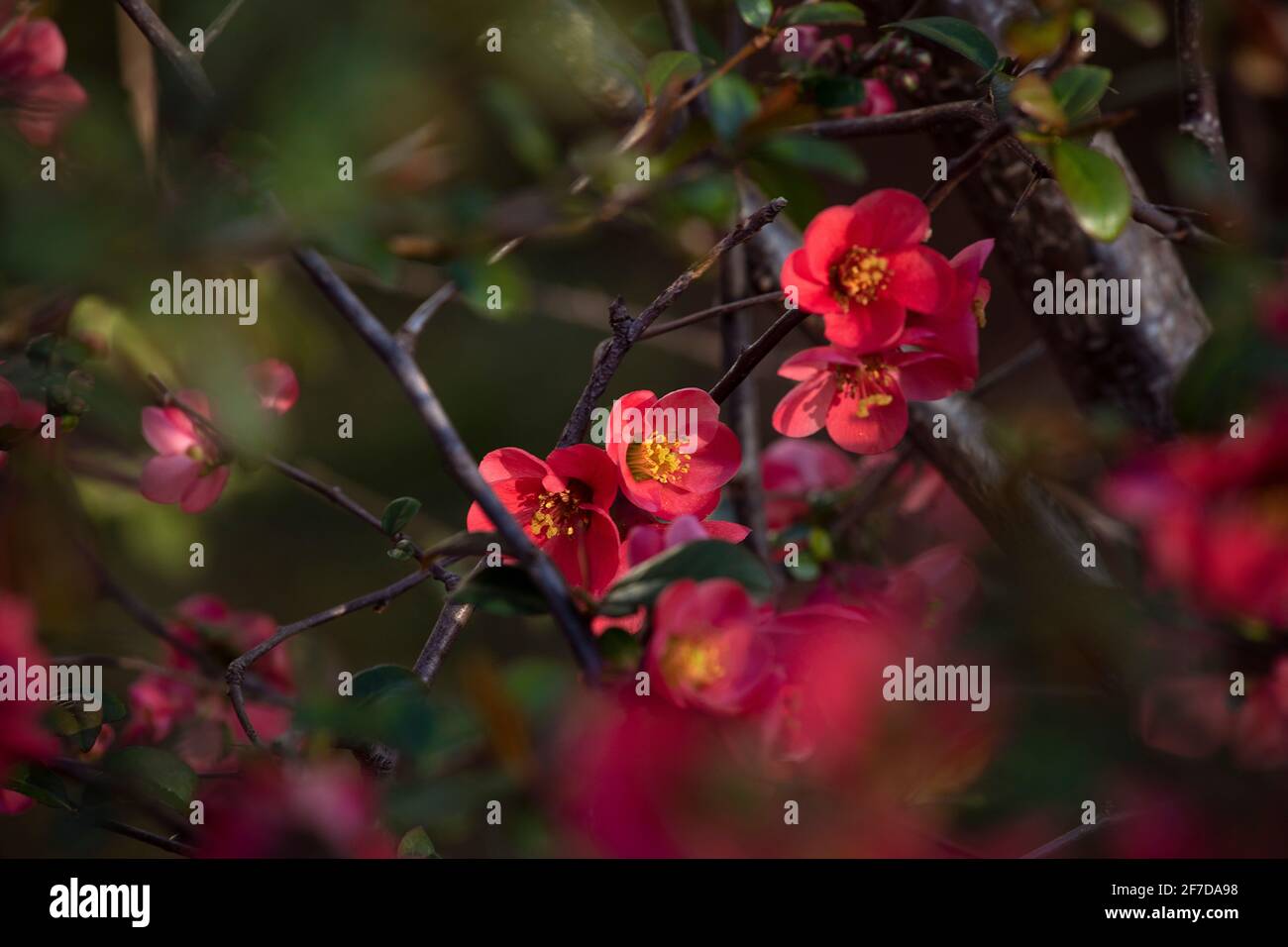 Belle Chaenomeles en fleur, fleurs rouges de Vince japonais sur les branches. Temps de printemps. Fond fleuri rouge. Banque D'Images