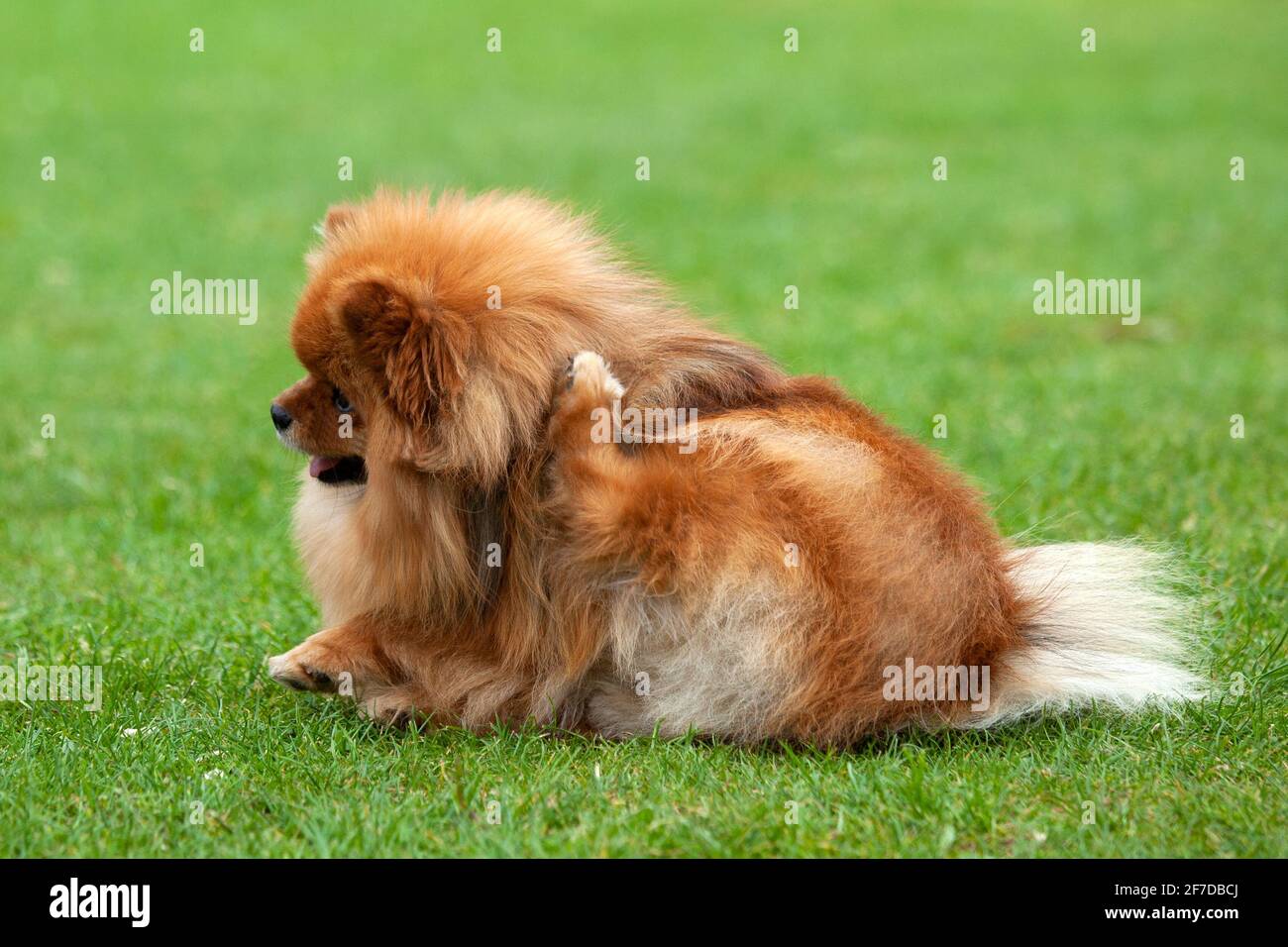 Chien de Pomeranian rayant Banque D'Images