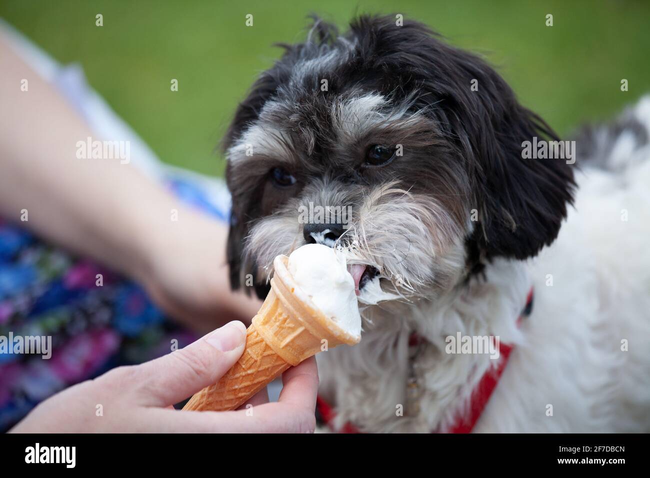 Petit chien moelleux qui mange une crème glacée Banque D'Images