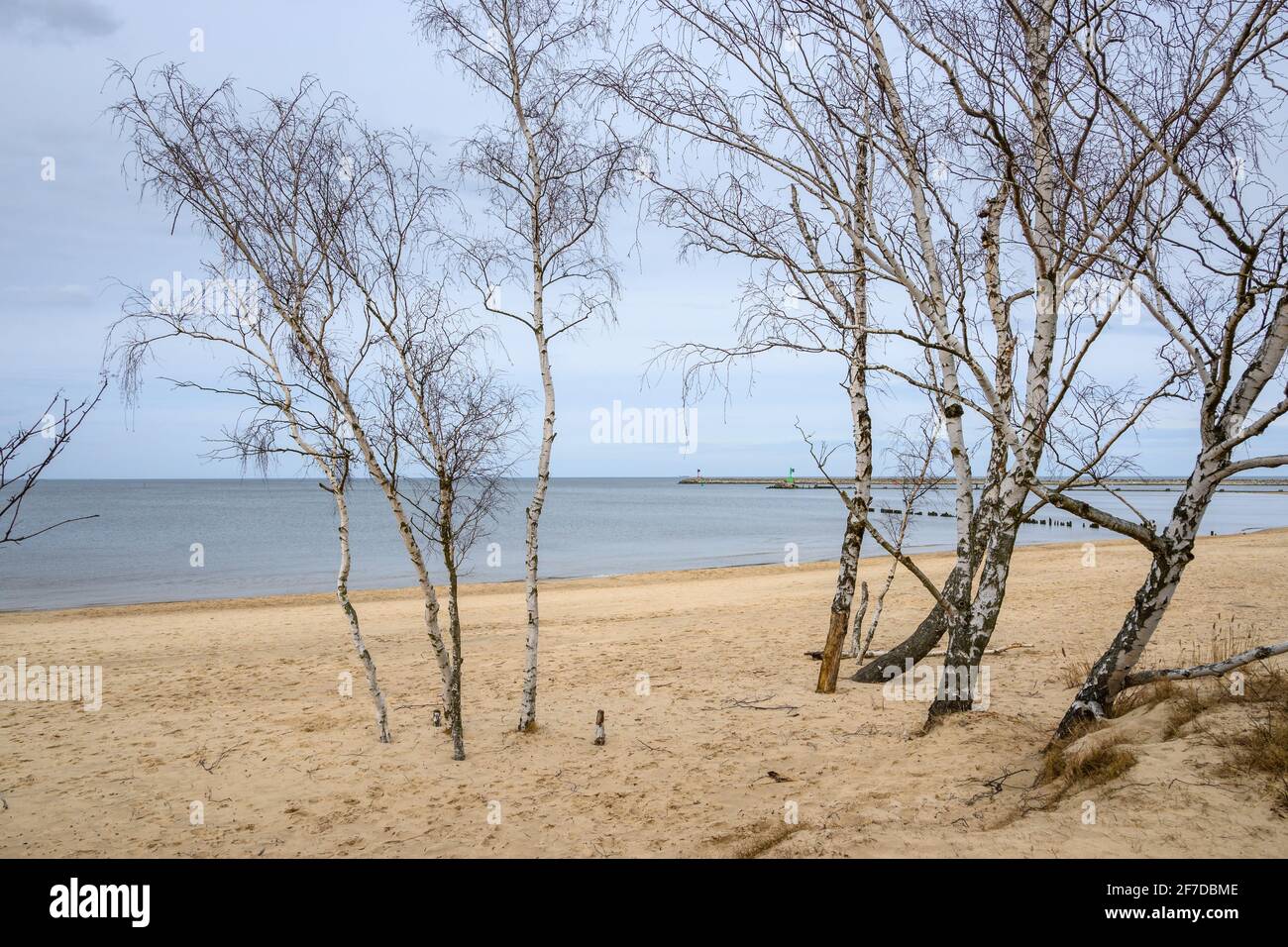 Les oiseaux poussent sur la plage de sable de Gorki Zachodnie, sur la mer Baltique. Gdansk, Pologne Banque D'Images