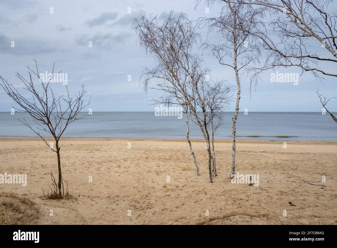 Les oiseaux poussent sur la plage de sable de Gorki Zachodnie, sur la mer Baltique. Gdansk, Pologne Banque D'Images