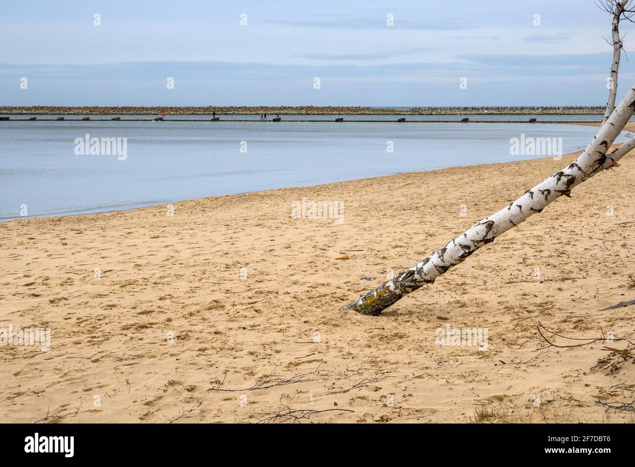Les oiseaux poussent sur la plage de sable de Gorki Zachodnie, sur la mer Baltique. Gdansk, Pologne Banque D'Images