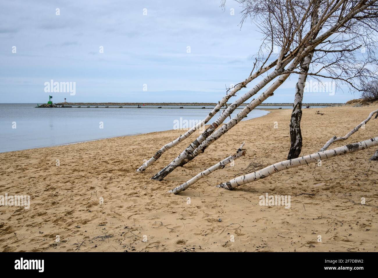 Les oiseaux poussent sur la plage de sable de Gorki Zachodnie, sur la mer Baltique. Gdansk, Pologne Banque D'Images