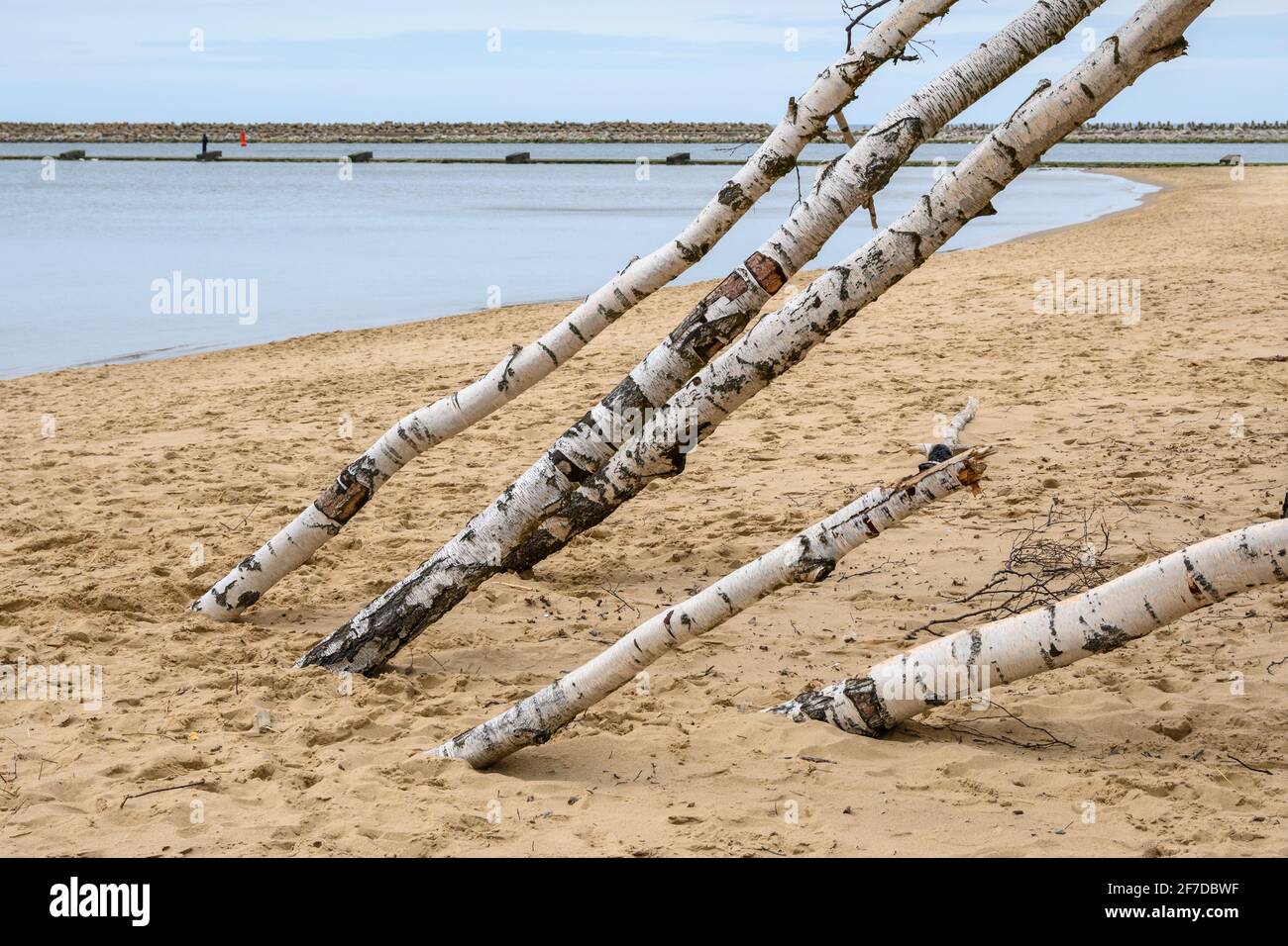 Les oiseaux poussent sur la plage de sable de Gorki Zachodnie, sur la mer Baltique. Gdansk, Pologne Banque D'Images