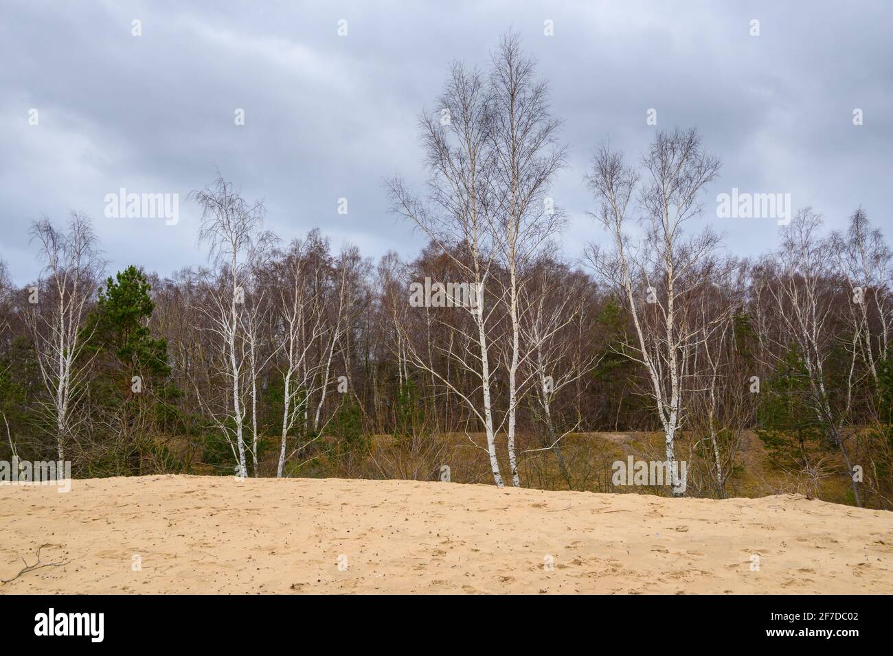 Les oiseaux grandissent près de la plage de sable de Gorki Zachodnie, sur la mer Baltique. Gdansk, Pologne Banque D'Images