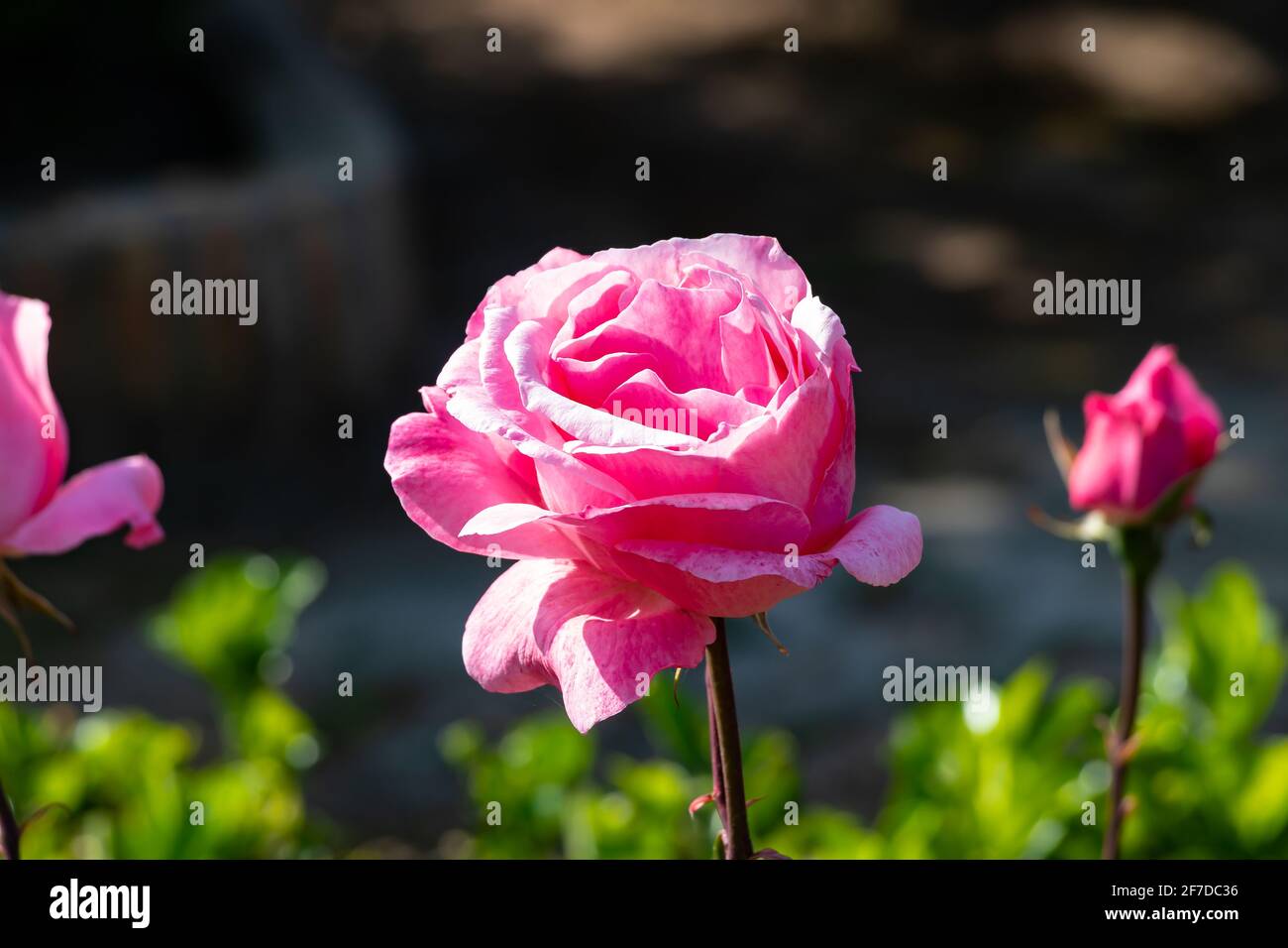 Rose rose. Le genre Rosa est composé d'un groupe bien connu d'arbustes généralement épineux et fleuris, les principaux représentants de la famille des Rosacées Banque D'Images