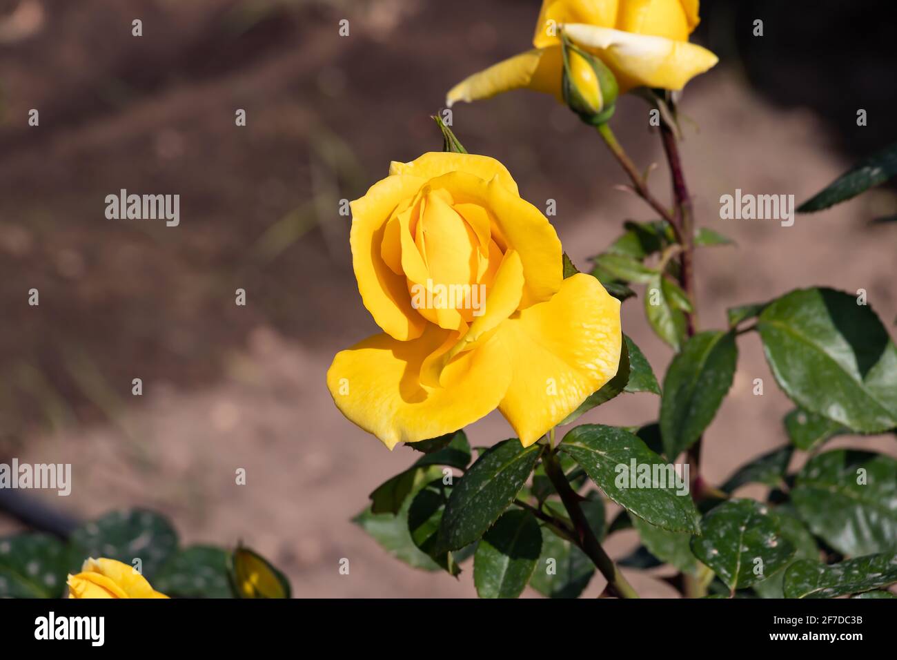 Rose jaune, genre Rosa. Banque D'Images
