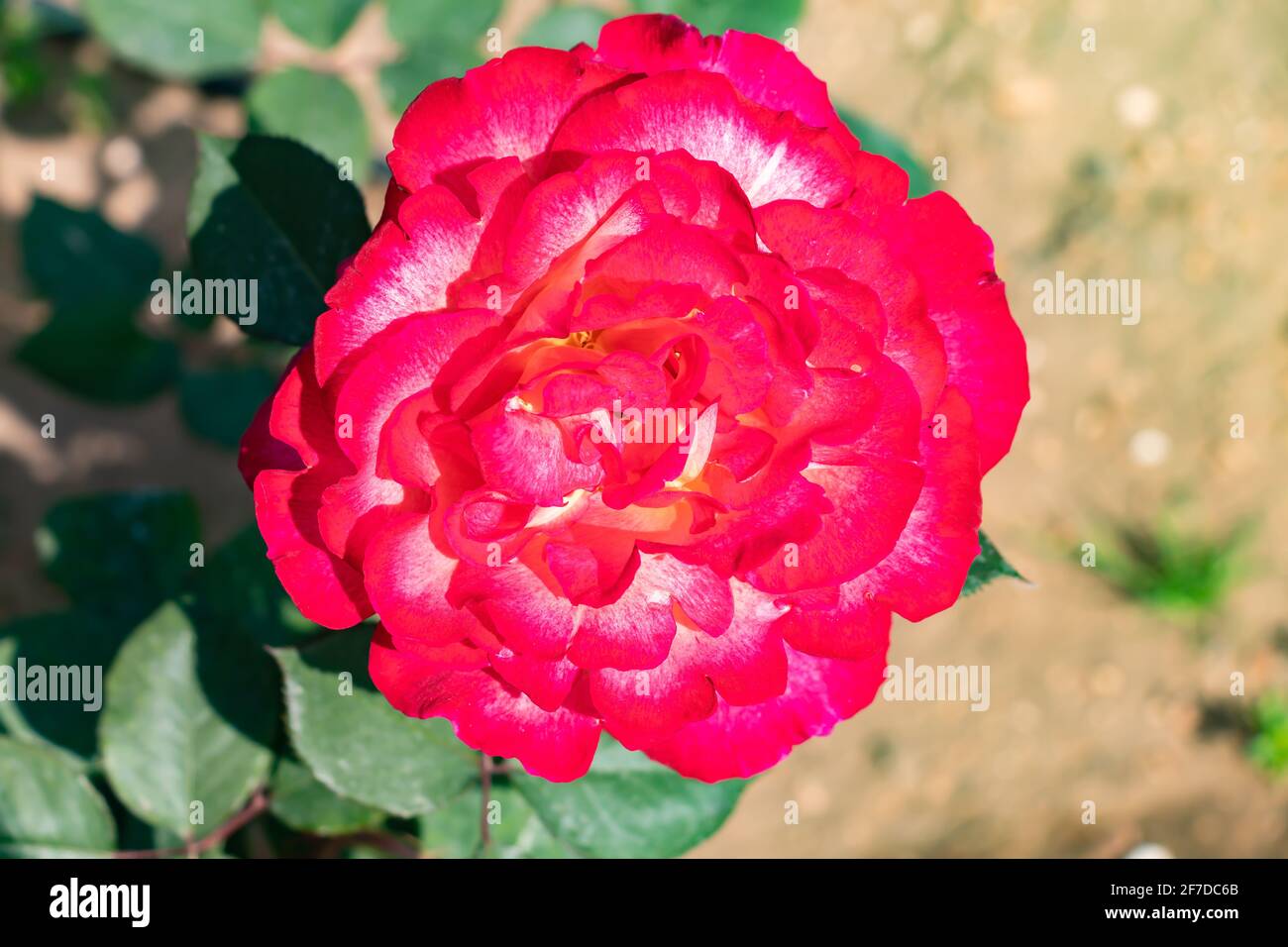 Red Rosa chinensis, communément connu sous le nom de la Chine ou de la rose chinoise, alternativement connu sous le nom de rose Bengale ou de cramoisi Bengale ou la beauté Bengale est un membre de Banque D'Images