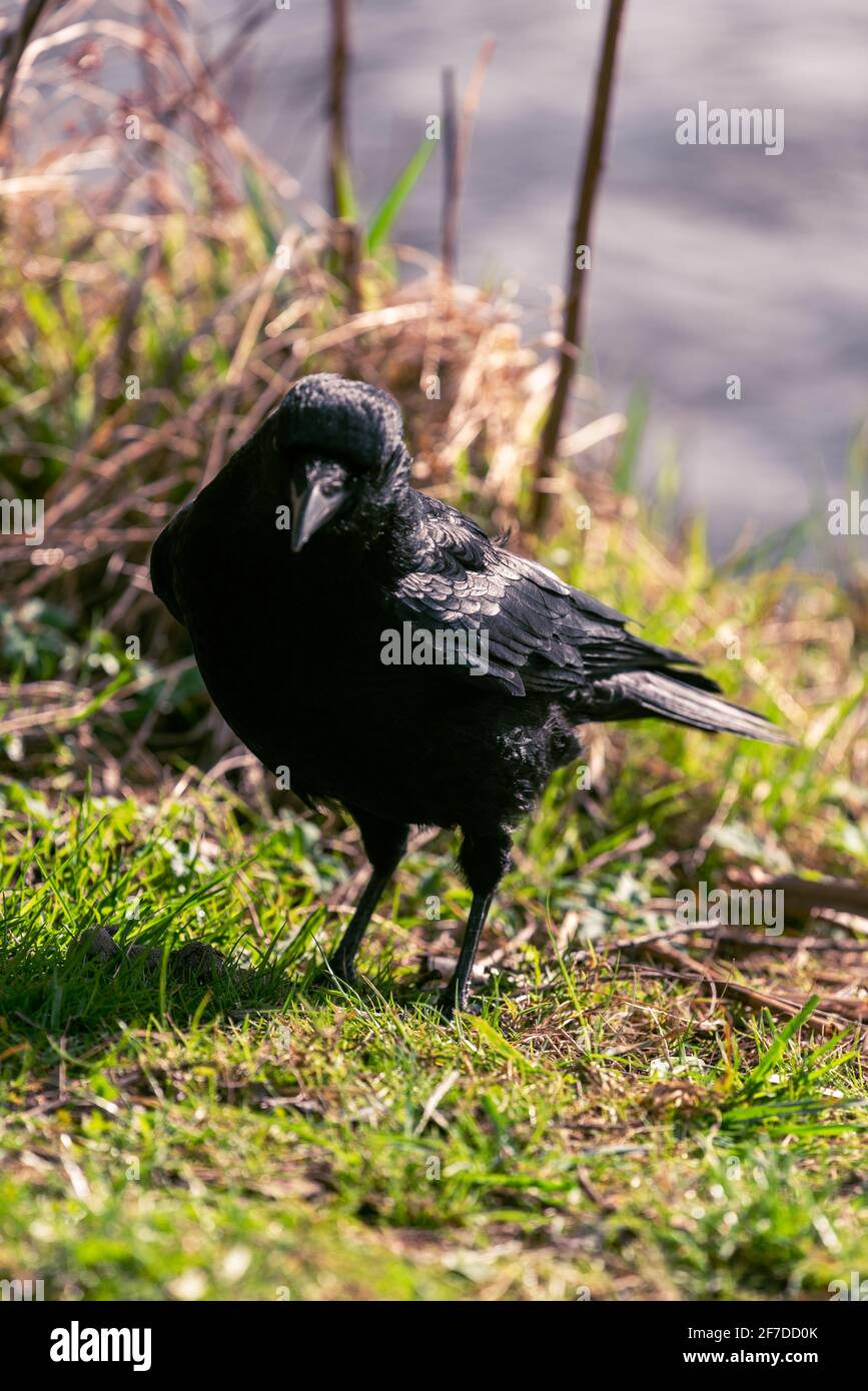 un raven attentif se dresse sur la pelouse verte du lac et recherche de la nourriture Banque D'Images