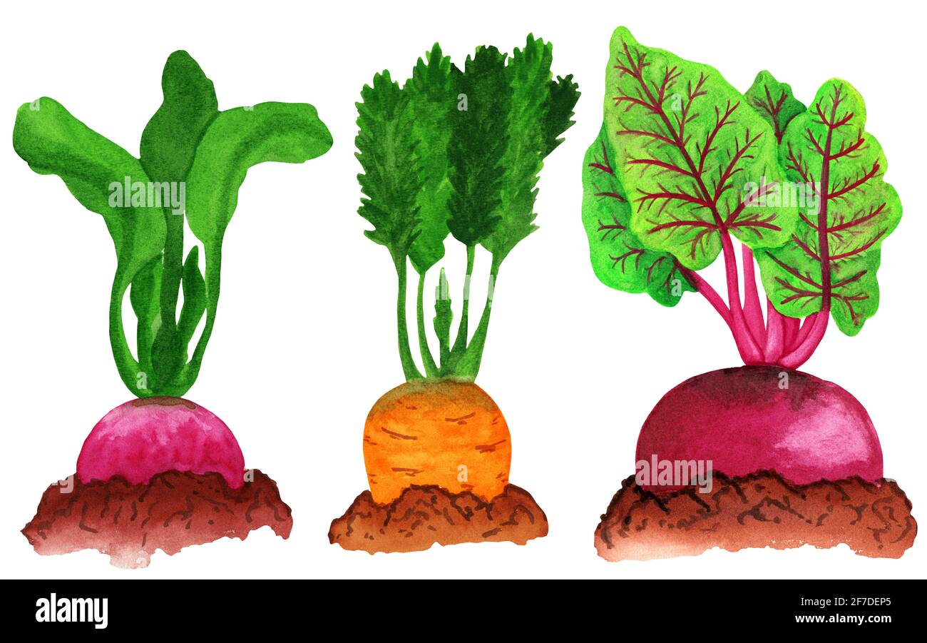 Légumes-racines dans le lit de jardin. Radis, carottes et betteraves à rames dans le sol Banque D'Images