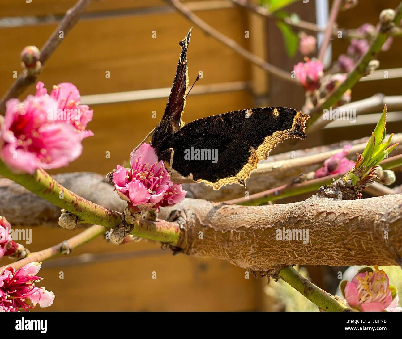 Papillon en deuil, Nymphalis antiopa, connu en Amérique du Nord et en Amérique du Nord et comme la beauté de Camberwell en Grande-Bretagne, est un grand papillon originaire d'Eurasie et d'Amérique du Nord. Ces papillons ont une durée de vie de 11 à 12 mois, l'une des plus longues durées de vie pour tous les papillons. La photo a récemment émergé adulte et chrysalide. Photo de Jennifer Graylock-Graylock.com Banque D'Images