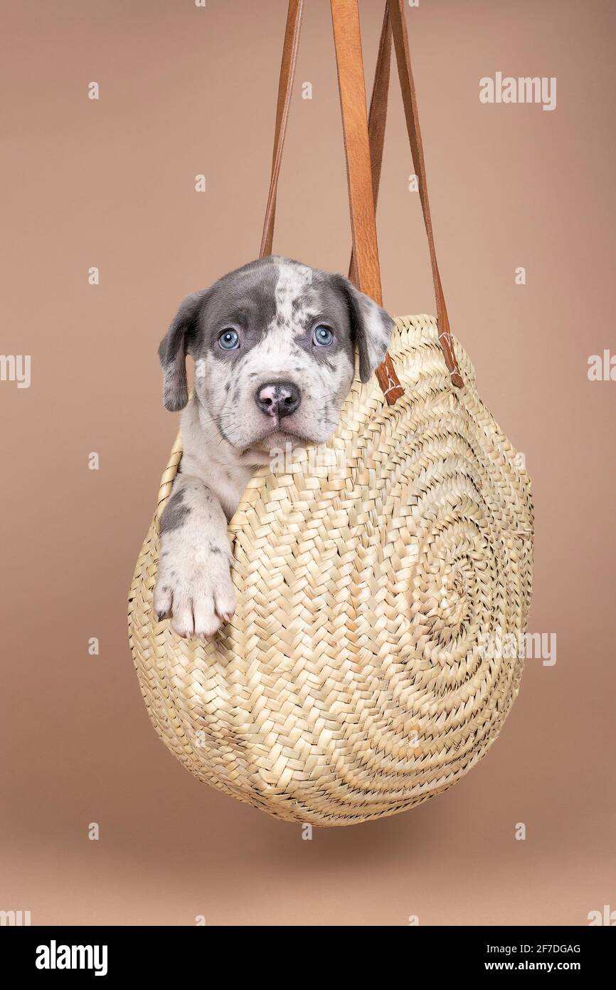 Un petit Bully américain ou Bulldog de race bleue et fourrure blanche assise dans un panier en osier sur un beige arrière-plan Banque D'Images