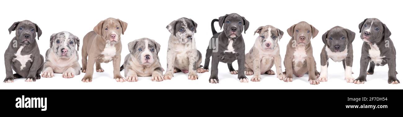 Panorama d'un groupe de chiots de Bully ou Bulldog, de jeunes frères et sœurs à fourrure bleue et blanche, isolés sur un fond blanc Banque D'Images